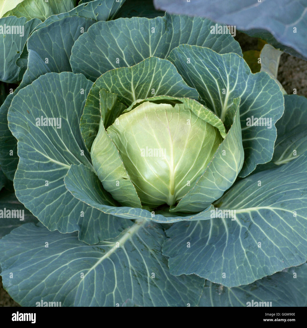 Cabbage F1.`Stonehead' (Spring) VEG046897 Stock Photo Alamy